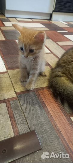 Отдам в добрые руки