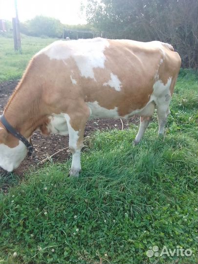 Корова дойная