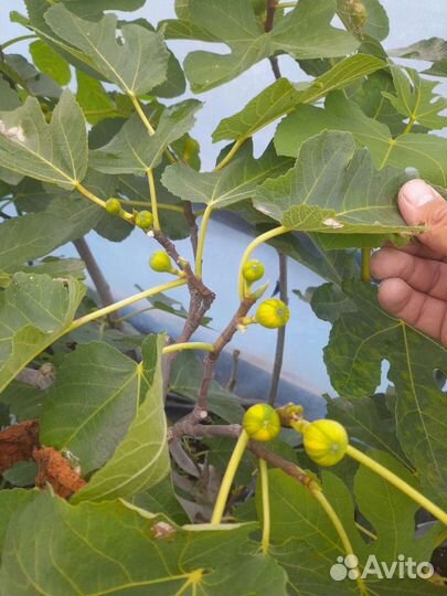 Инжир Паначче