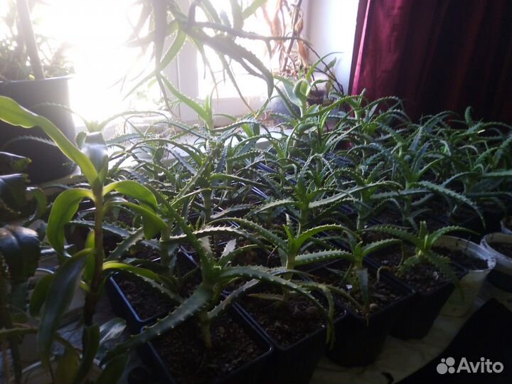 Лечебный Алоэ