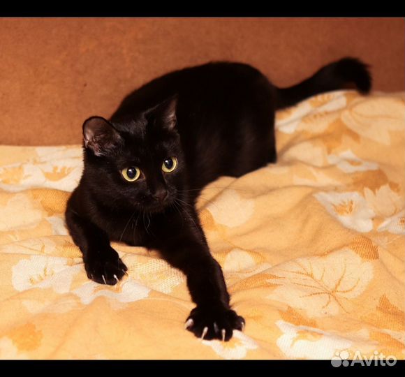 Кошка мини-пантера