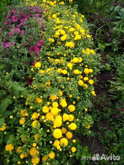 Хризантема саженцы