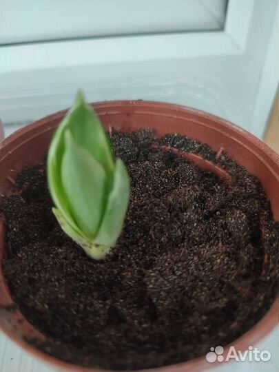 Сансивиерия сортовая Ханни голден