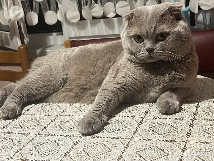 Британский кот на вязку