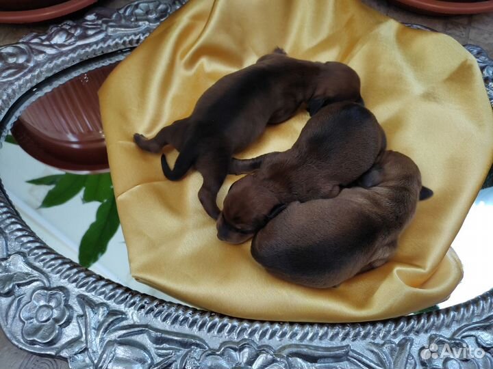 Такса, щенки, щенки таксы, гладкошерстная такса