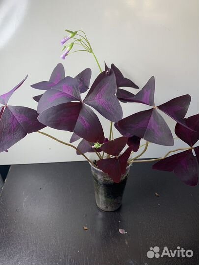 Кислица фиолетовая и шведский плющ