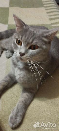 Кошки в добрые руки