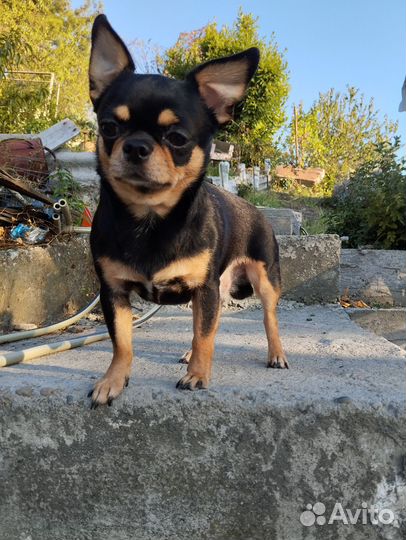 Вязка чихуахуа