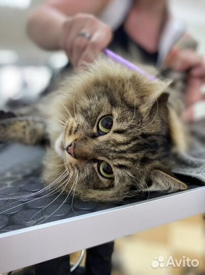 Экспресс - линька мейн куна