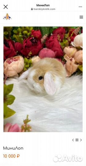 Маленькие ручные кролики