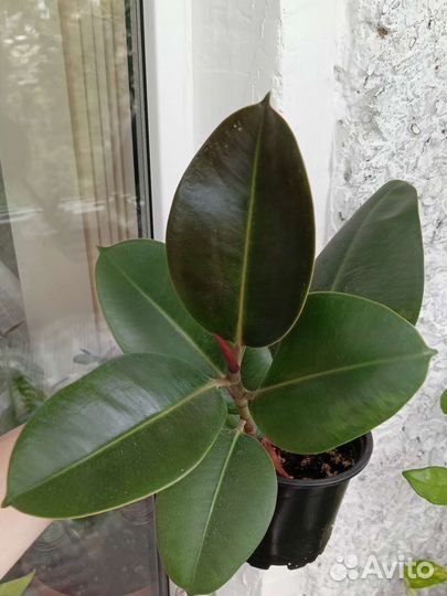 Фикус Бенджамина