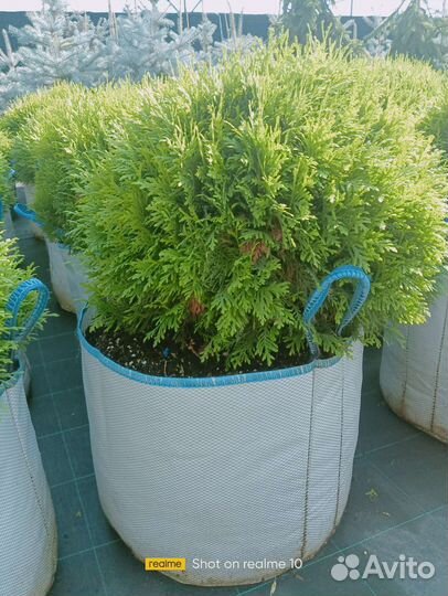 Туя шаровидная