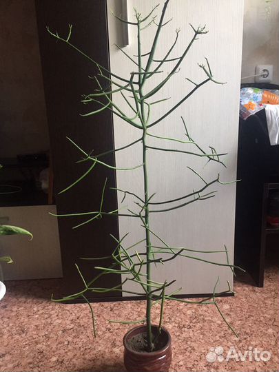 Молочай тирукали (продажа/обмен)