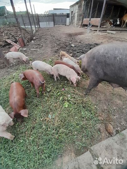 Дюрок ландра