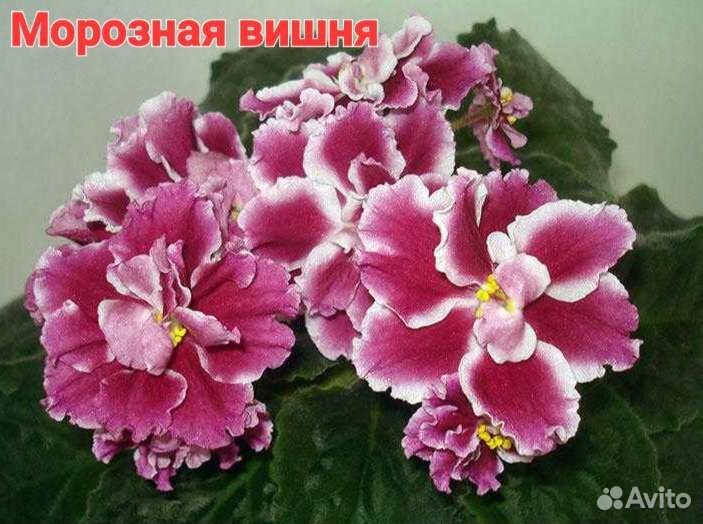 Сортовые фиалки листики