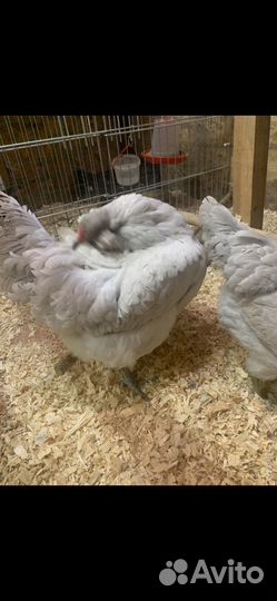 Амераукана Инкубационное яйцо