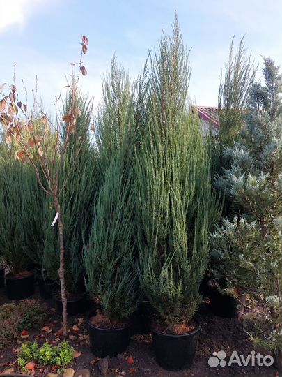 Хвойные декоративные растения