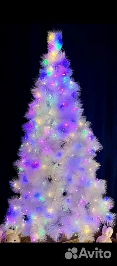 Сосна белая