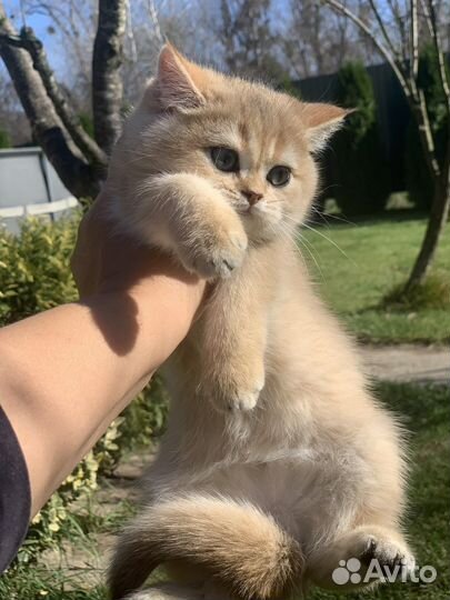 Британская кошка