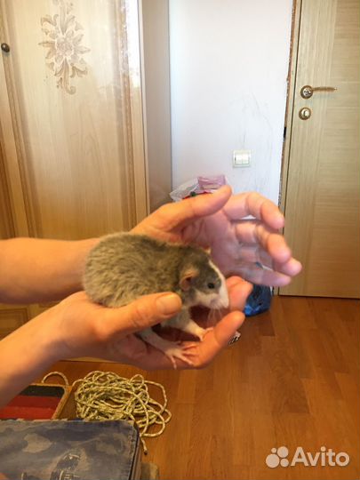 Ручная крыса