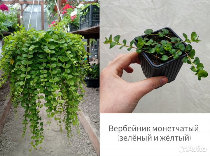 Алиссум, лобелия, будра, вербена и другие