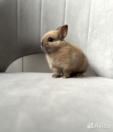 Карликовый, декоративный мини кролик