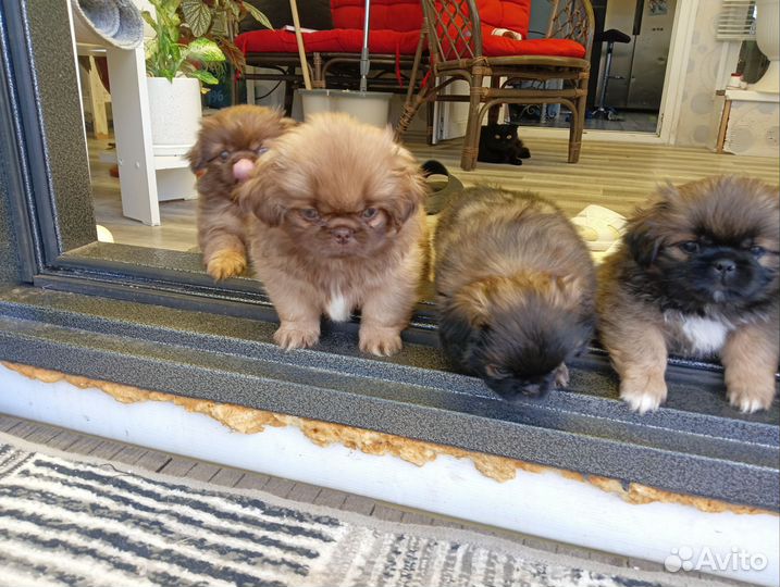 Щенки пнкинеса