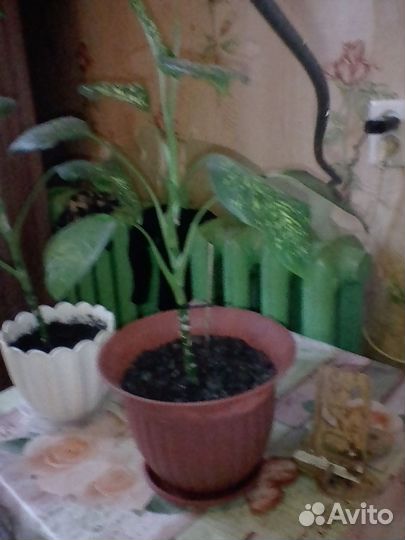 Диффенбахия