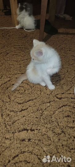 Котята в добрые руки бесплатно