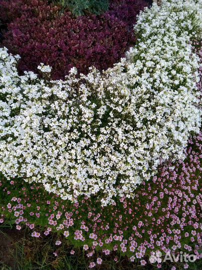 Почвопокровники, розы, можжевельник