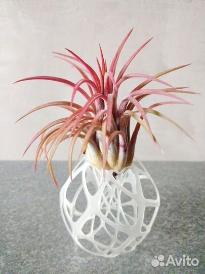 Филодендроны