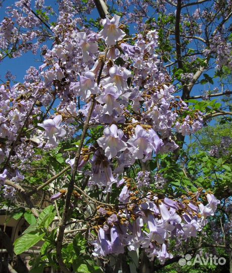 Павловния Войлочная семена 1000шт +