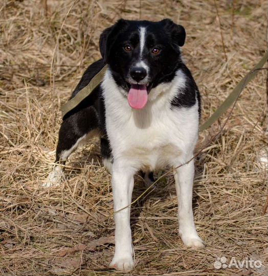 Собака Надежда, 1.5 года, добрая и ласковая