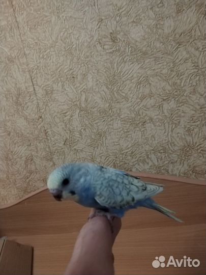 Птенцы редкого окраса волнистого попугая