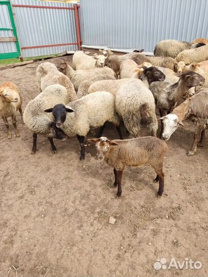 Ярочки, катумские романовские помеси