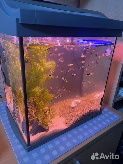 Аквариум Tetra с рыбками