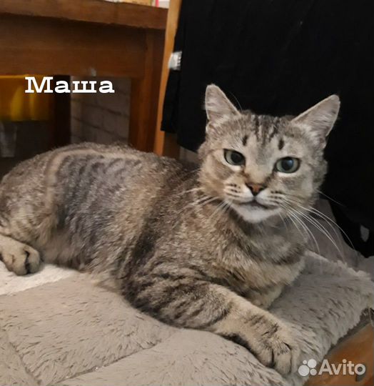 Кото-семья ищет дом