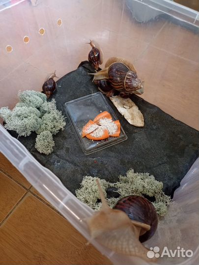 Маты в контейнер для улиток