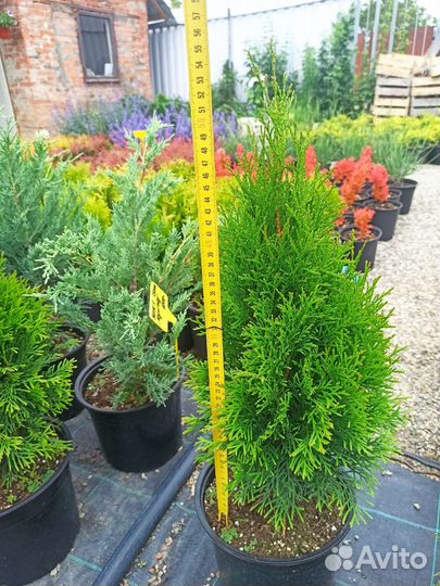 Туя, гортензия, барбарис