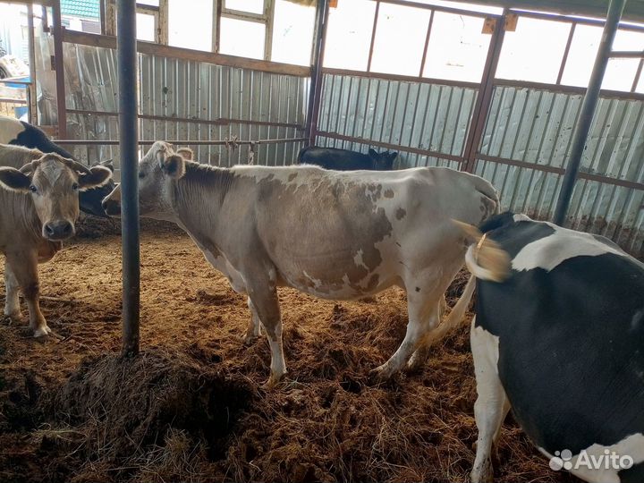 Продам коров