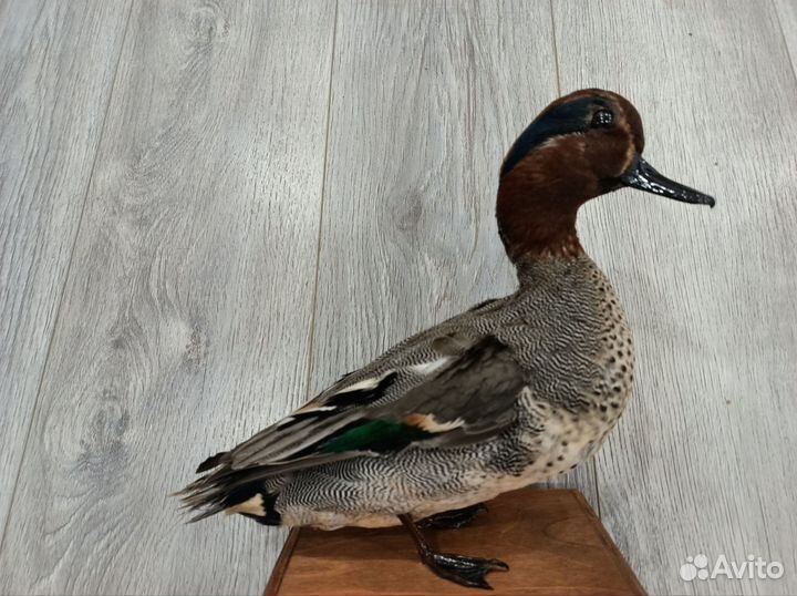 Чучела животных и птиц для рисования