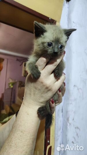 Кошка в дар бесплатно