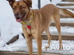 Солнечный пёс в добрые руки