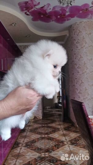 Померанский шпиц мини