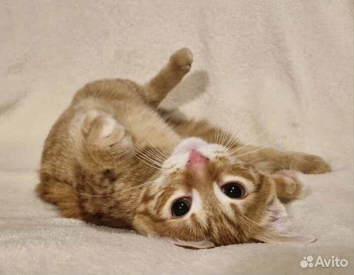 Котик Мурзик