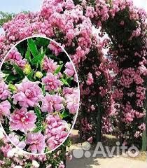 Многолетник лиана махровая, зимует