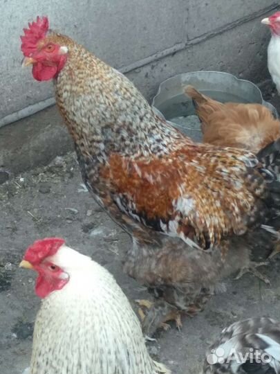 Куры петухи