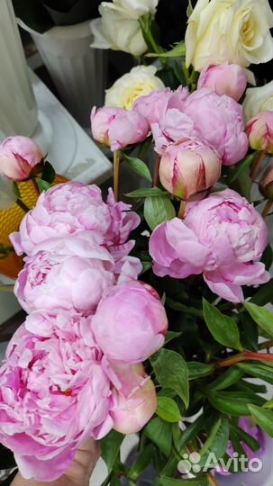 Пионы. букет из пионов. доставка