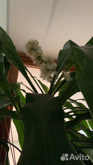 Драцена душистая