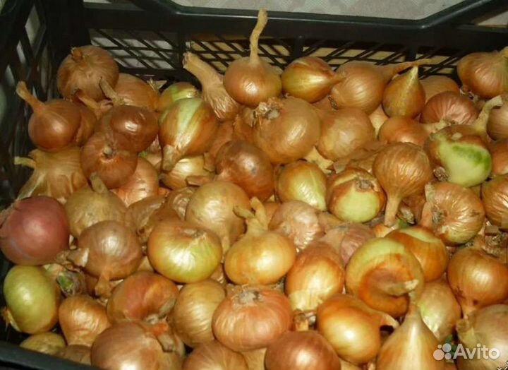 Лук семейный